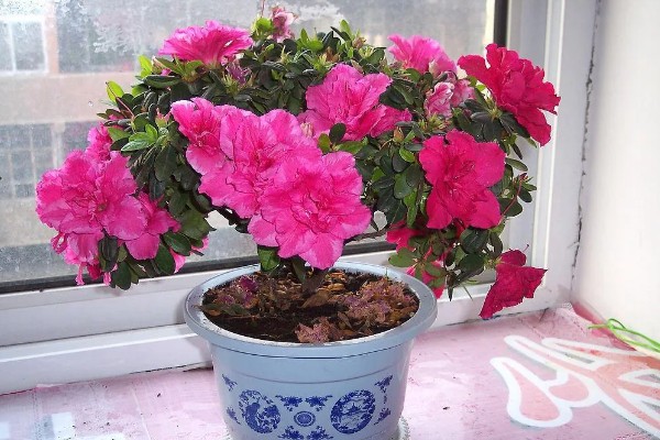 冬天能给杜鹃花换盆吗，尽量不要在冬天进行