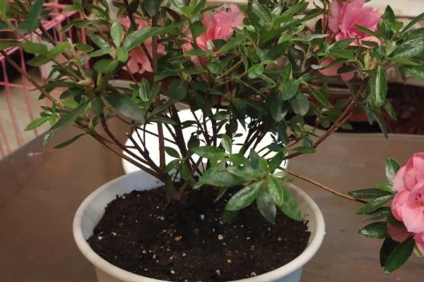 冬天能给杜鹃花换盆吗，尽量不要在冬天进行