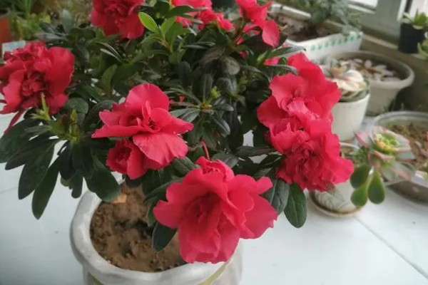 冬天能给杜鹃花换盆吗，尽量不要在冬天进行