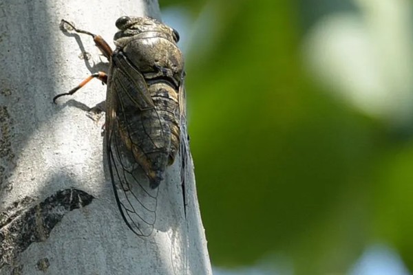 蝉的特点,其叫声响亮