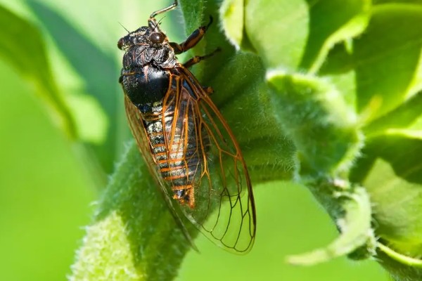 蝉的特点,其叫声响亮