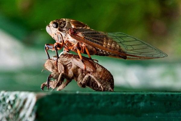 蝉的特点,其叫声响亮