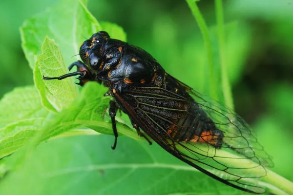 蝉的特点,其叫声响亮