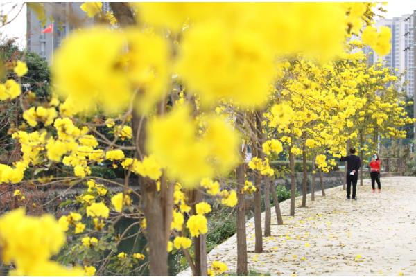 黄风铃花的开放时间,花期一般是3-4月份