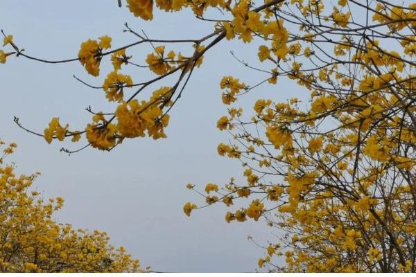 黄风铃花的开放时间,花期一般是3-4月份