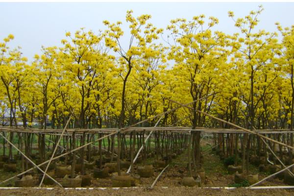 黄风铃花的开放时间,花期一般是3-4月份