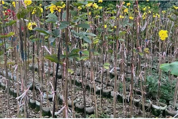 黄风铃花的开放时间,花期一般是3-4月份