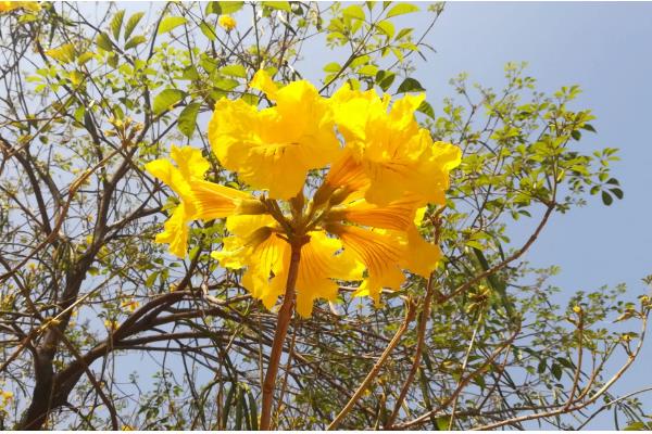 黄风铃花的开放时间,花期一般是3-4月份