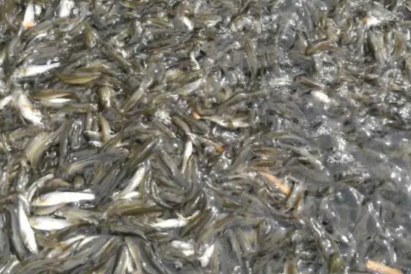 银雪鱼苗如何饲养管理,养殖密度为每亩3000斤左右