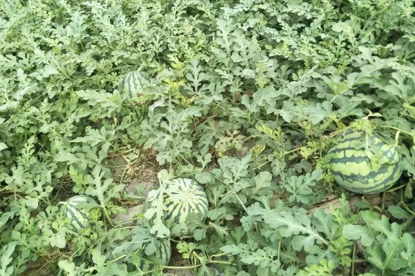 麒麟瓜与黑美人的区别，其外观和果肉均不同