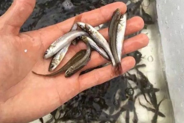 银雪鱼苗如何饲养管理,养殖密度为每亩3000斤左右