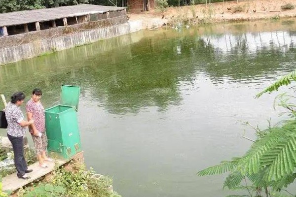 银雪鱼苗如何饲养管理,养殖密度为每亩3000斤左右