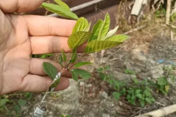 芭乐能不能播种，洗净晾晒后就可以播入土壤中