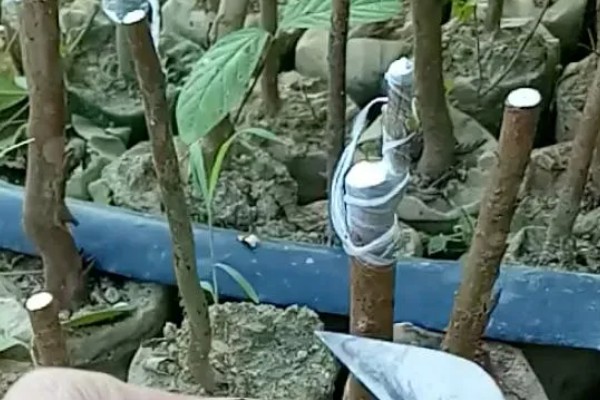 芭乐能不能播种，洗净晾晒后就可以播入土壤中
