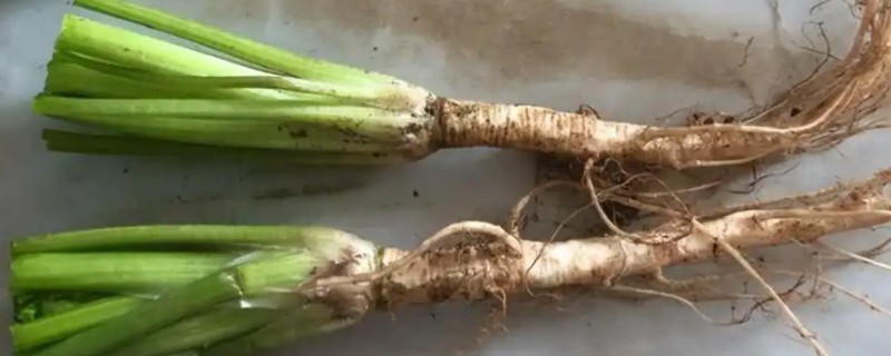 芹菜根能种出芹菜吗，可以种出芹菜