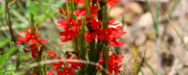 独脚金怎么种植，幼苗成活后要松土除草