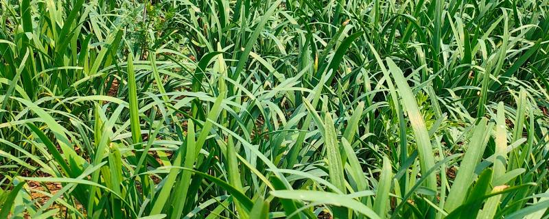 露天韭菜一年可以割几茬，一年能割3-4茬