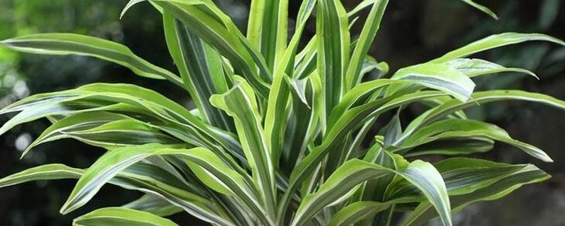 巴西美人的修剪方法，在春夏两季进行