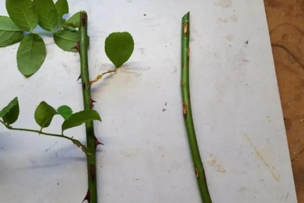 卡罗拉月季没人养的原因,要耗费很多精力去照顾
