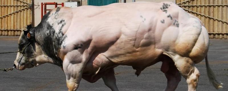 比利时蓝牛的优缺点，成熟早且温顺