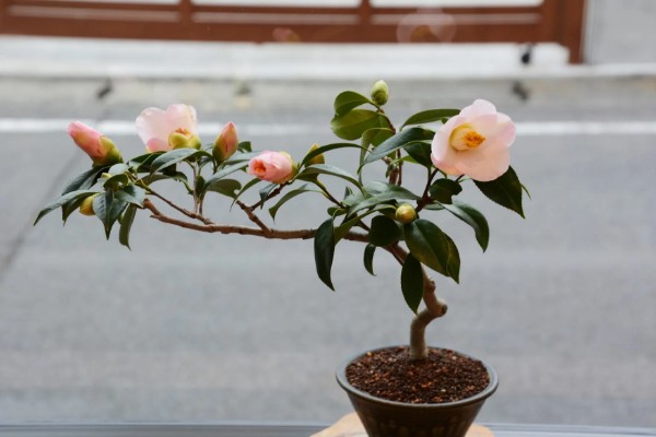 山茶花的外观，花朵呈倒卵圆形