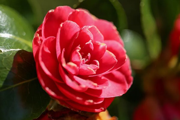 山茶花的外观，花朵呈倒卵圆形