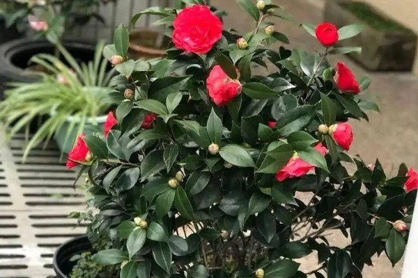 山茶花的外观，花朵呈倒卵圆形