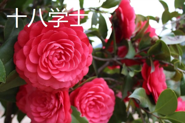 山茶花的外观，花朵呈倒卵圆形