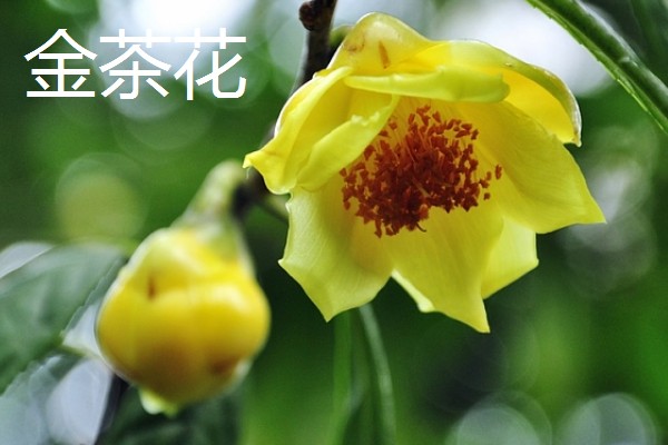 山茶花的外观，花朵呈倒卵圆形