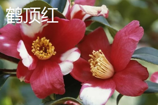 山茶花的外观，花朵呈倒卵圆形