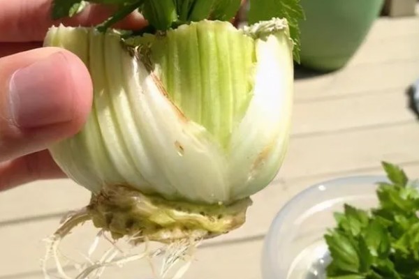 芹菜根能种出芹菜吗，可以种出芹菜
