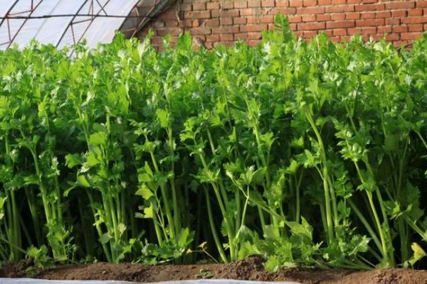 芹菜根能种出芹菜吗，可以种出芹菜