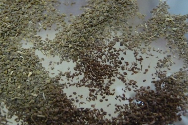 芹菜根能种出芹菜吗，可以种出芹菜