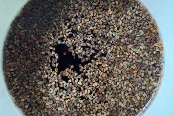 芹菜根能种出芹菜吗，可以种出芹菜