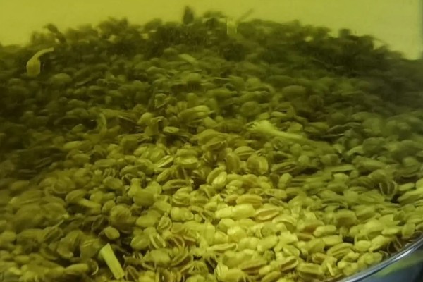 芹菜根能种出芹菜吗，可以种出芹菜