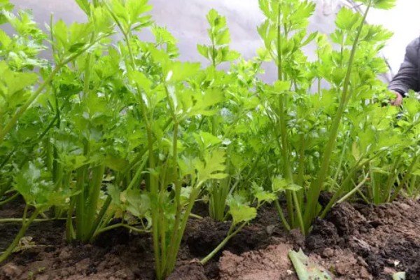 芹菜根能种出芹菜吗，可以种出芹菜