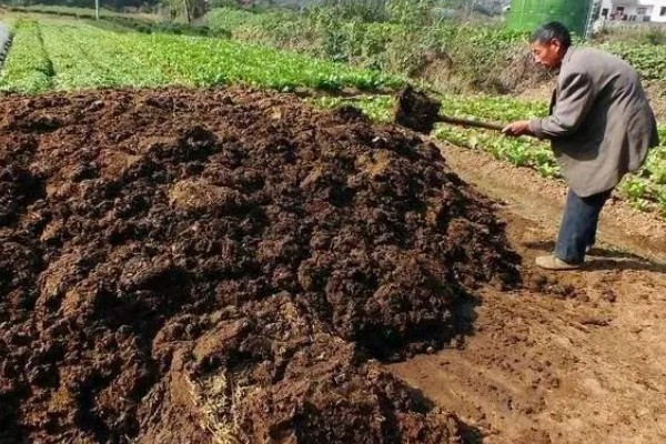 芹菜根能种出芹菜吗，可以种出芹菜