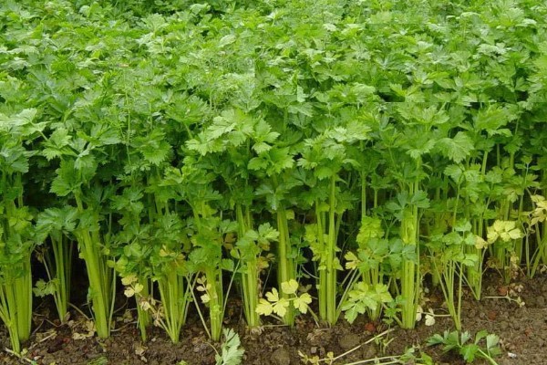 芹菜根能种出芹菜吗，可以种出芹菜