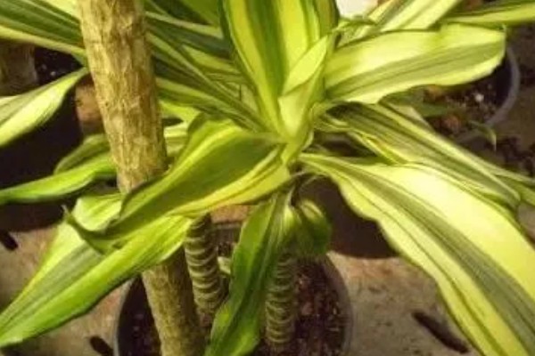 巴西美人的修剪方法，在春夏两季进行