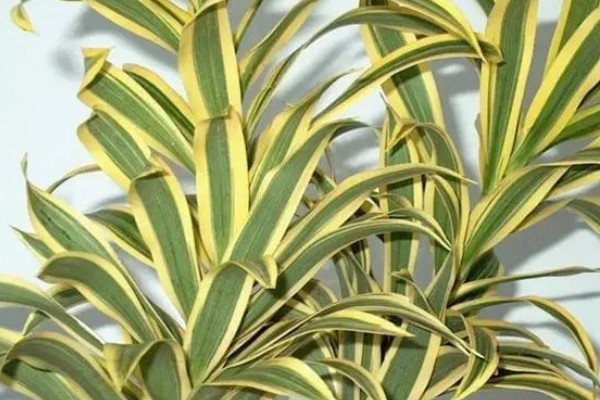 巴西美人的修剪方法，在春夏两季进行