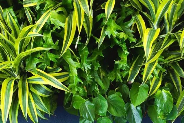 巴西美人的修剪方法，在春夏两季进行