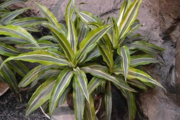 巴西美人的修剪方法，在春夏两季进行