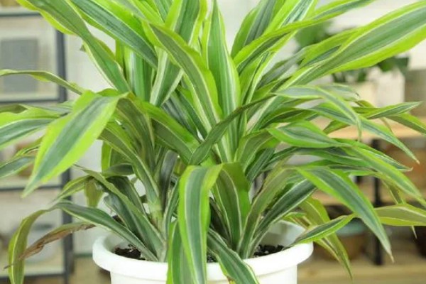 巴西美人的修剪方法，在春夏两季进行