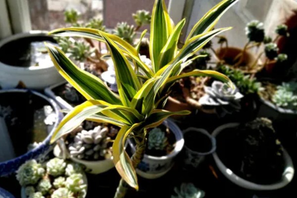 巴西美人的修剪方法，在春夏两季进行