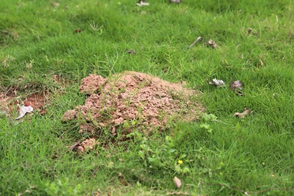 独脚金怎么种植，幼苗成活后要松土除草