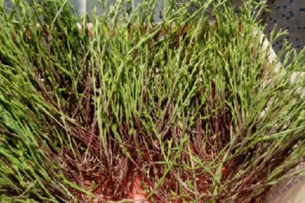 独脚金怎么种植，幼苗成活后要松土除草