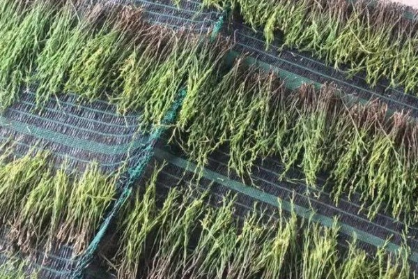 独脚金怎么种植，幼苗成活后要松土除草