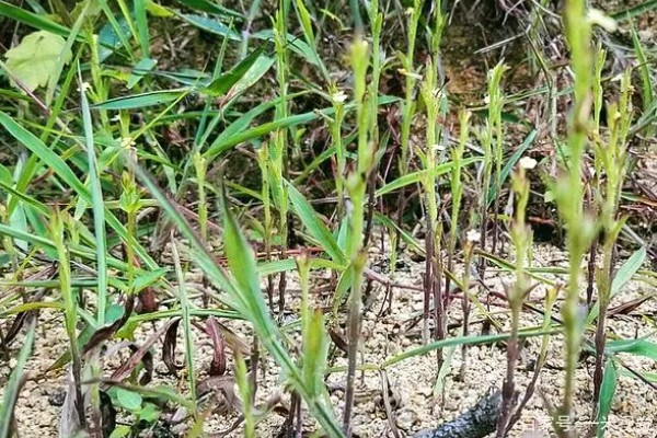 独脚金怎么种植，幼苗成活后要松土除草