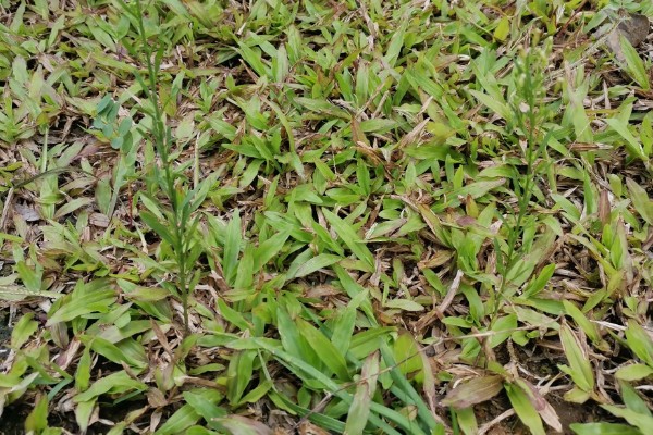 独脚金怎么种植，幼苗成活后要松土除草