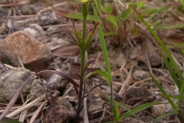 独脚金怎么种植，幼苗成活后要松土除草